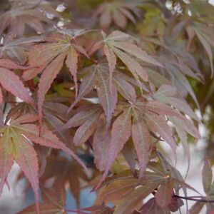 Acer palmatum 'Skeeters' 200-250 cm